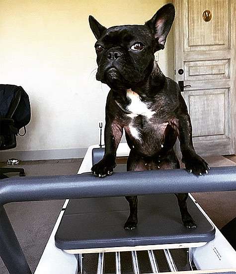 Азия на беговой дорожке для собак. Фото: Instagram.com/missasiakinney.