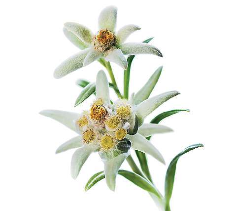 Альпийский эдельвейс.