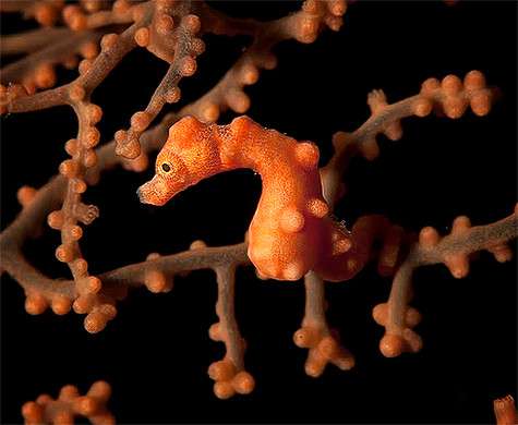 «Рекреационный дайвинг предполагает погружения до 40 метров. Как правило, все самое красивое и интересное в тропических морях находится на глубине 10-15 метров». Фото: Дмитрий Виноградов. «Рекреационный дайвинг предполагает погружения до 40 метров. Как правило, все самое красивое и интересное в тропических морях находится на глубине 10-15 метров». Фото: Дмитрий Виноградов.