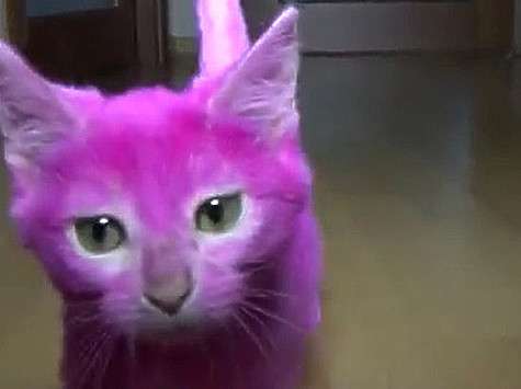 Лена Ленина уверяет, что с котенком все отлично. Фото: материалы пресс-служб.