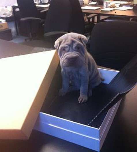 Щенок Бекхэмов. Фото: Twitter.com.