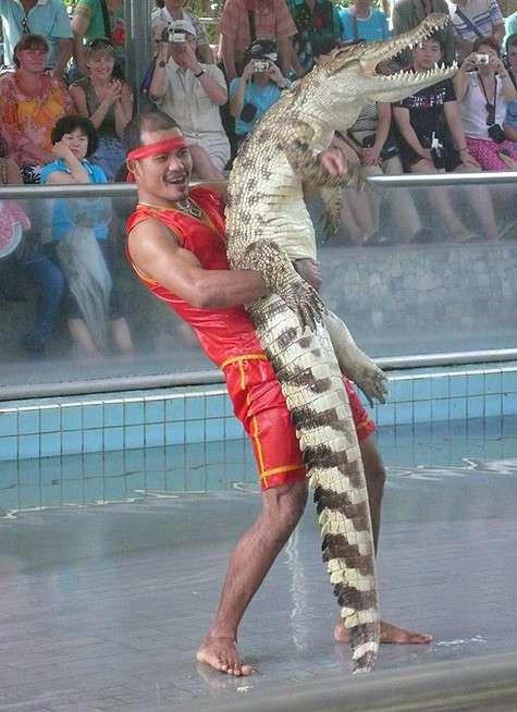 Крокодилов в Таиланде тоже едят – мясо у них вкусное и очень полезное.