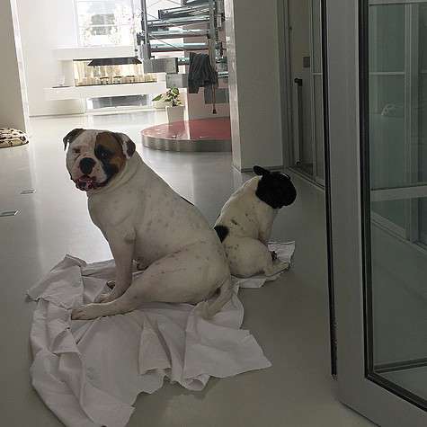 Буч и Кукла сразу подружились. Фото: социальные сети