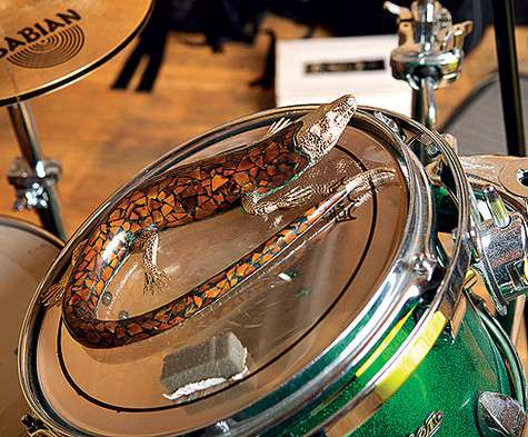 Ящер на барабане – один из любимых экземпляров коллекции. Фото: Сергей Козловский.