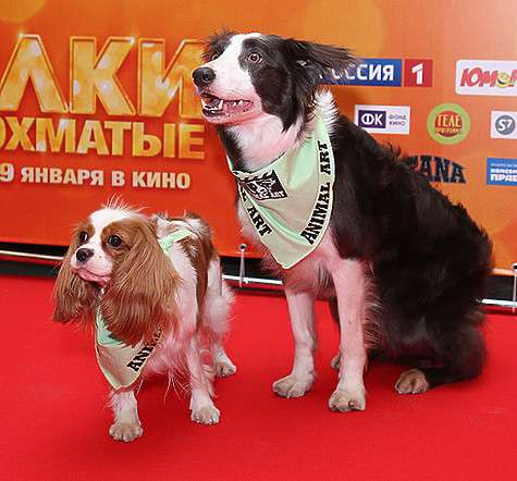 Фильм «Ёлки лохматые» — это история про влюбленных собак — породистую красотку Йоко и дворнягу Пирата.