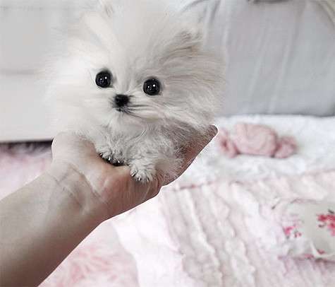 Рост малыша в 4,5 месяца составляет 7 сантиметров, а вес – всего 300 граммов. Фото: Instagram.com/parishilton. Рост малыша в 4,5 месяца составляет 7 сантиметров, а вес – всего 300 граммов. Фото: Instagram.com/parishilton.