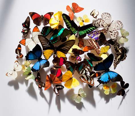 К созданию флакона в форме крыла бабочки приложил руку всемирно известный дизайнер – Рон Арад – неординарный человек, лозунг которого: «Никакой дисциплины». Фото: материалы пресс-служб.