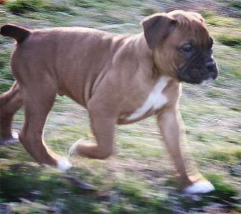 Щенок Дженнифер Лопес и Каспера Смарта. Фото: Twitter.com.