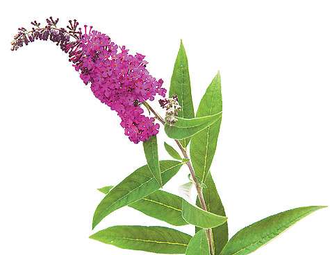 Кустарник буддлеи Давида (Buddleja davidii).