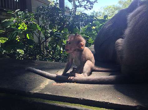 ...Наблюдать за которыми можно часами.