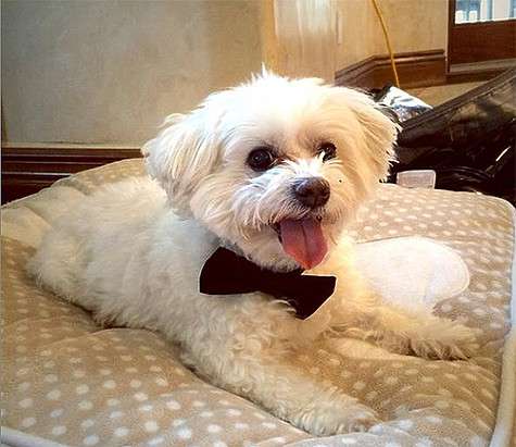 Мальтийская болонка Евы Лонгории по кличке Джинкси. Фото: Instagram.com/evalongoria. Мальтийская болонка Евы Лонгории по кличке Джинкси. Фото: Instagram.com/evalongoria.