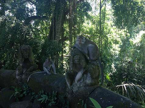 ...Главные здесь – именно обезьяны...