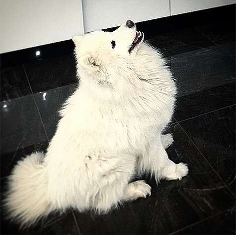 Собака Ирины Дубцовой. Фото: Instagram.com/dubtsova_official. Собака Ирины Дубцовой. Фото: Instagram.com/dubtsova_official.