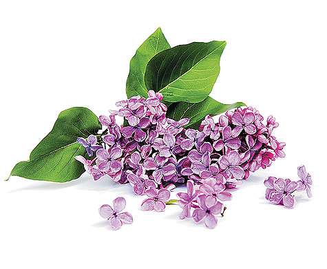 Листья сирени лиловой.