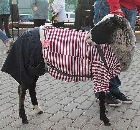 Баран Толя.