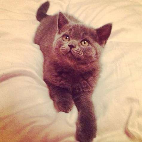 Котенок Ирины Дубцовой. Фото: Twitter.com.