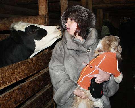 Своих кошек Роза оставила дома. А вот любимого пса Терри взяла с собою в поездку. Терри был в восторге от путешествия, как и его хозяйка. Знакомился с коровами, гулял без ошейника и дышал свежим воздухом. Фото: личный архив Розы Сябитовой.