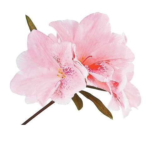 Альпийская роза.