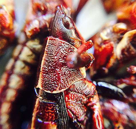 Вот такое насекомое съела Сальма Хайек. Фото: Instagram.com/salmahayek.