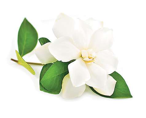 Гардения жасминовидная.