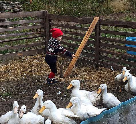 Рудковская также выложила фотографию своего сына Александра, который гоняет гусей на участке у дома. «Доброе утро, кого Вам напоминает этот озорной малыш ?) У нас мнения разделились!» - задала Яна вопрос фолловерам. «Ну конечно Нильс!!!! Такой лапушка сме