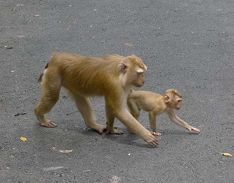 Обезьяны чувствуют себя главными, машин не боятся. Поэтому водителям иногда приходится долго мигать фарами, чтобы проехать дальше.