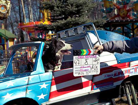 На съемки фильма «Елки лохматые» четвероногие актеры приезжали на персональном легковом автомобиле. Фото: материалы пресс-служб.