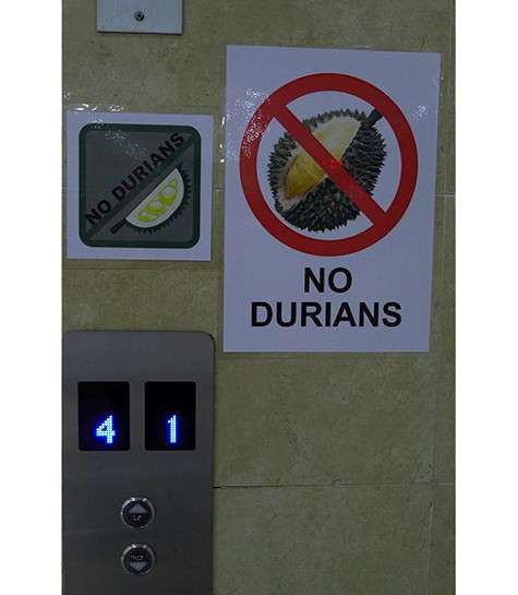 С дурианом строжайше запрещено проходить в гостиницы – потому что его гнусный запах до конца не выветривается.