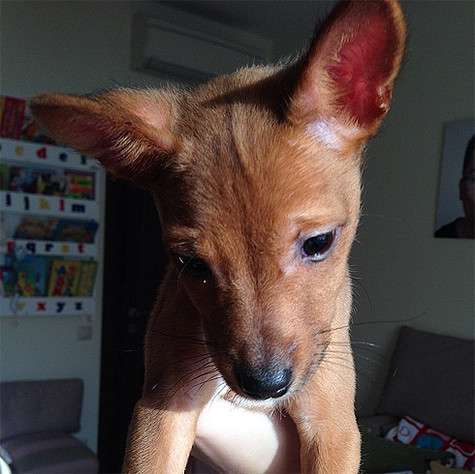 Новый питомец Кристины Асмус и Гарика Харламова. Фото: Instagram.com. Новый питомец Кристины Асмус и Гарика Харламова. Фото: Instagram.com.