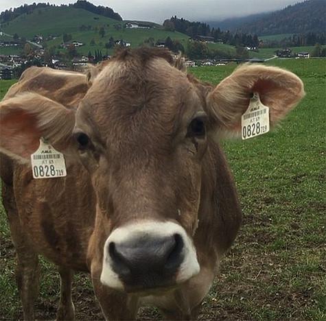 «Нереальная красота», - подписала Боня видео, на котором запечатлены австрийские коровы. Фото: Instagram.com/victoriabonya.