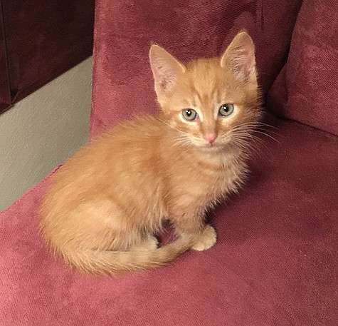 В семье Анастасии Стоцкой теперь живет котенок. Фото: Instagram.com/100tskaya.