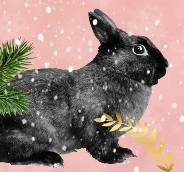 Вслед за Черным Кроликом