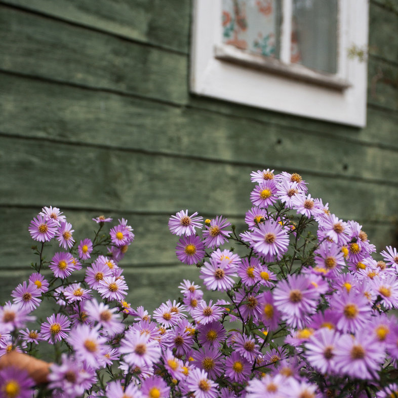 Дачные хроники