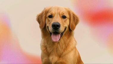 Собачья работа: самые необычные профессии питомцев — от снятия тревоги до поиска трюфелей