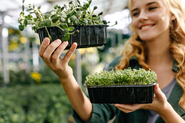 Огород должен работать и осенью: чем засадить грядки после сбора урожая