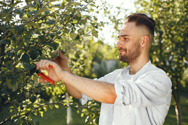 Как обрезать деревья и кустарники в саду и как их обрабатывать от болезней и вредителей