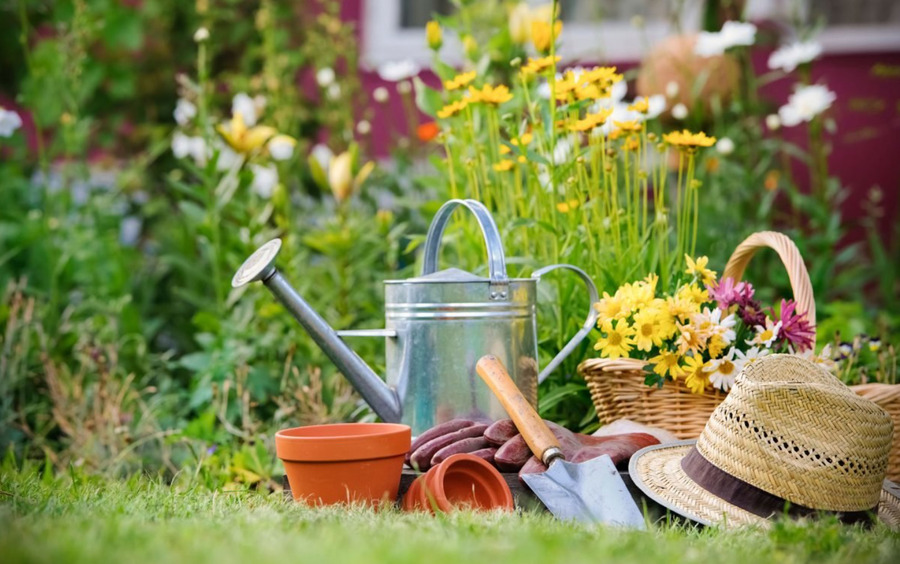 Без сорняков и вредителей: как ухаживать за растениями на даче в начале июня
