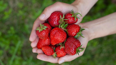 Как ухаживать за клубникой, чтобы поскорее получить урожай: 5 советов бывалого садовода