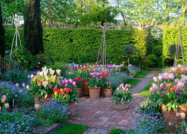 Время для цветов: что посадить на участке в мае