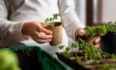 И никакой химии: как защитить участок от вредителей, 5 работающих простых способов