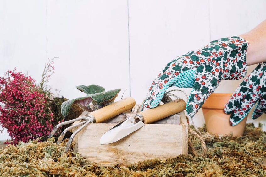 Мартовские заботы: что сеять на даче в начале весны