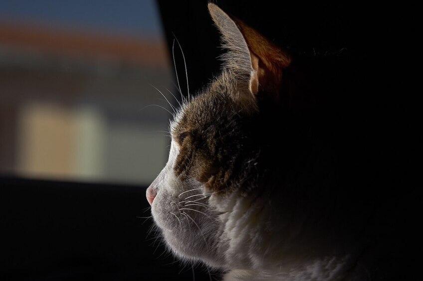 Антисанитарные условия: россиянка завела в квартире более 65 кошек