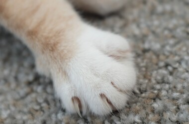 Домашняя кошка напала на 9-летнюю девочку: ребенка увезли в больницу