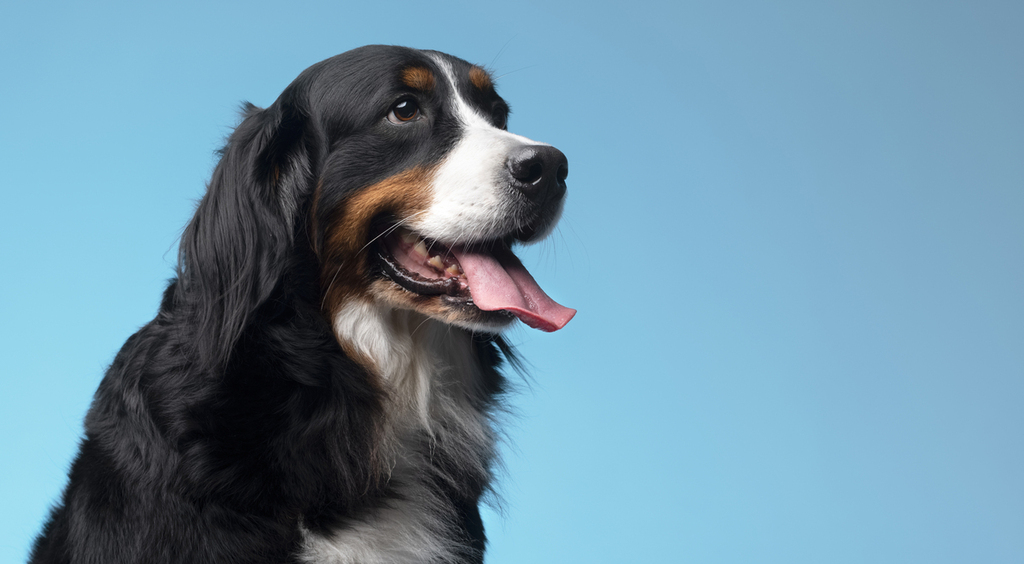 Ждет хозяина уже неделю: в Нижневартовске появился «Хатико»