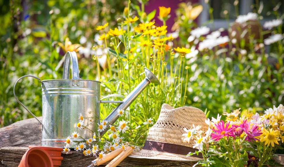 Самое время: какие деревья и кустарники лучше сажать в августе