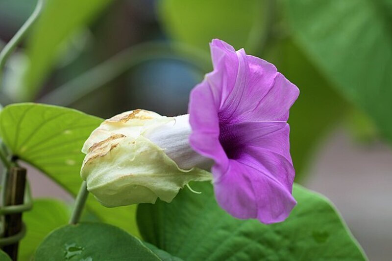 Роза гавайская