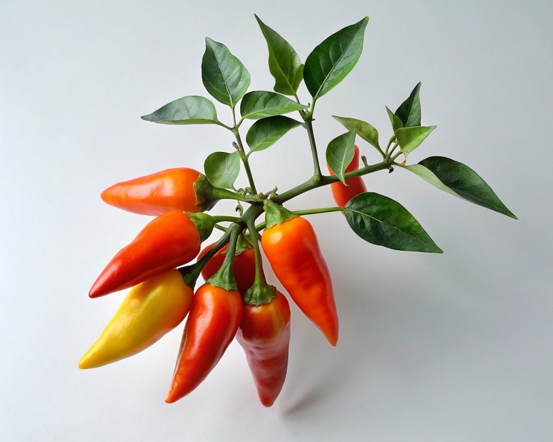 Черрико Рико F1