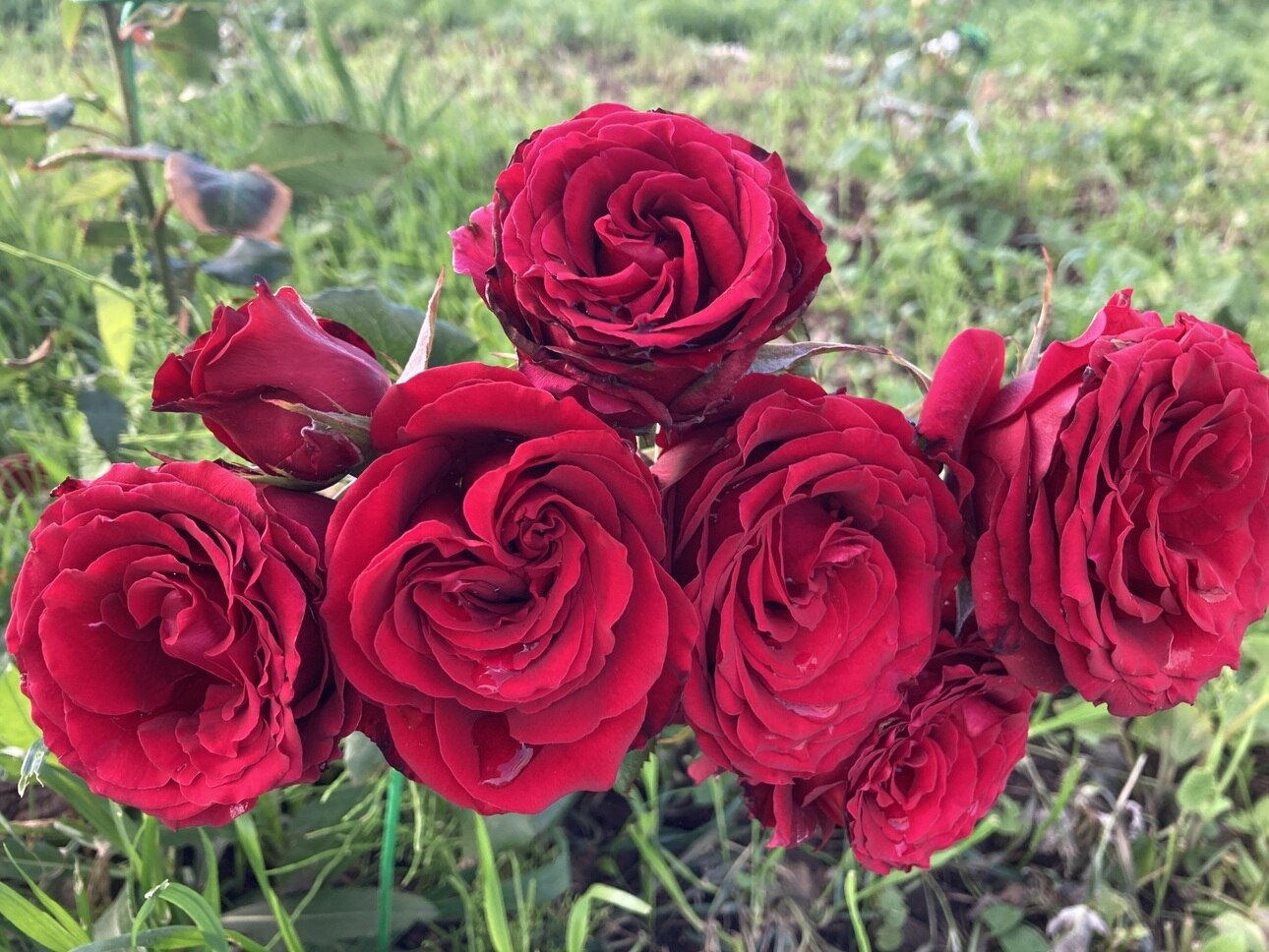 роза Самурай