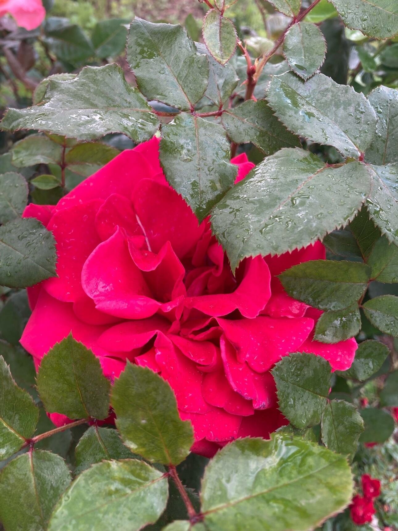 роза Виктор Гюго