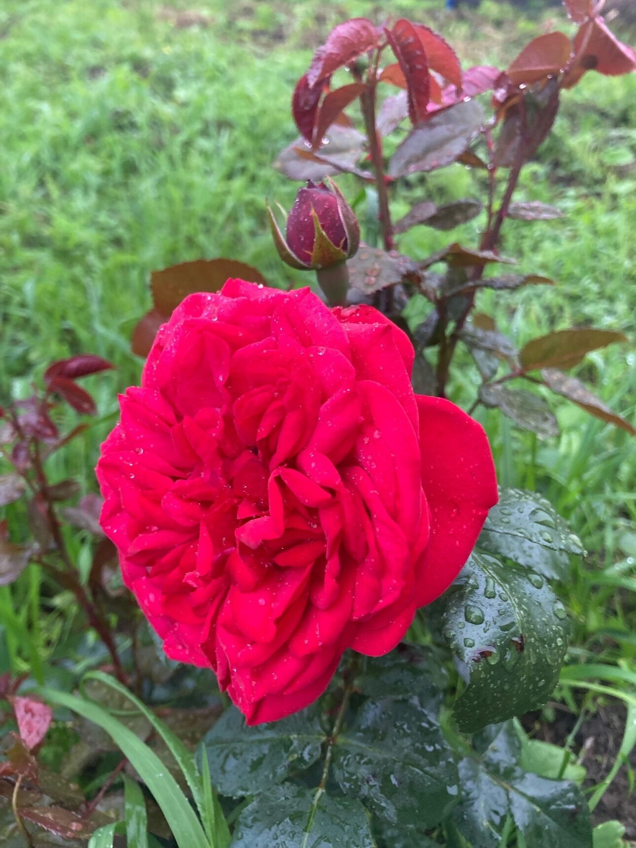 роза Пиано рэд